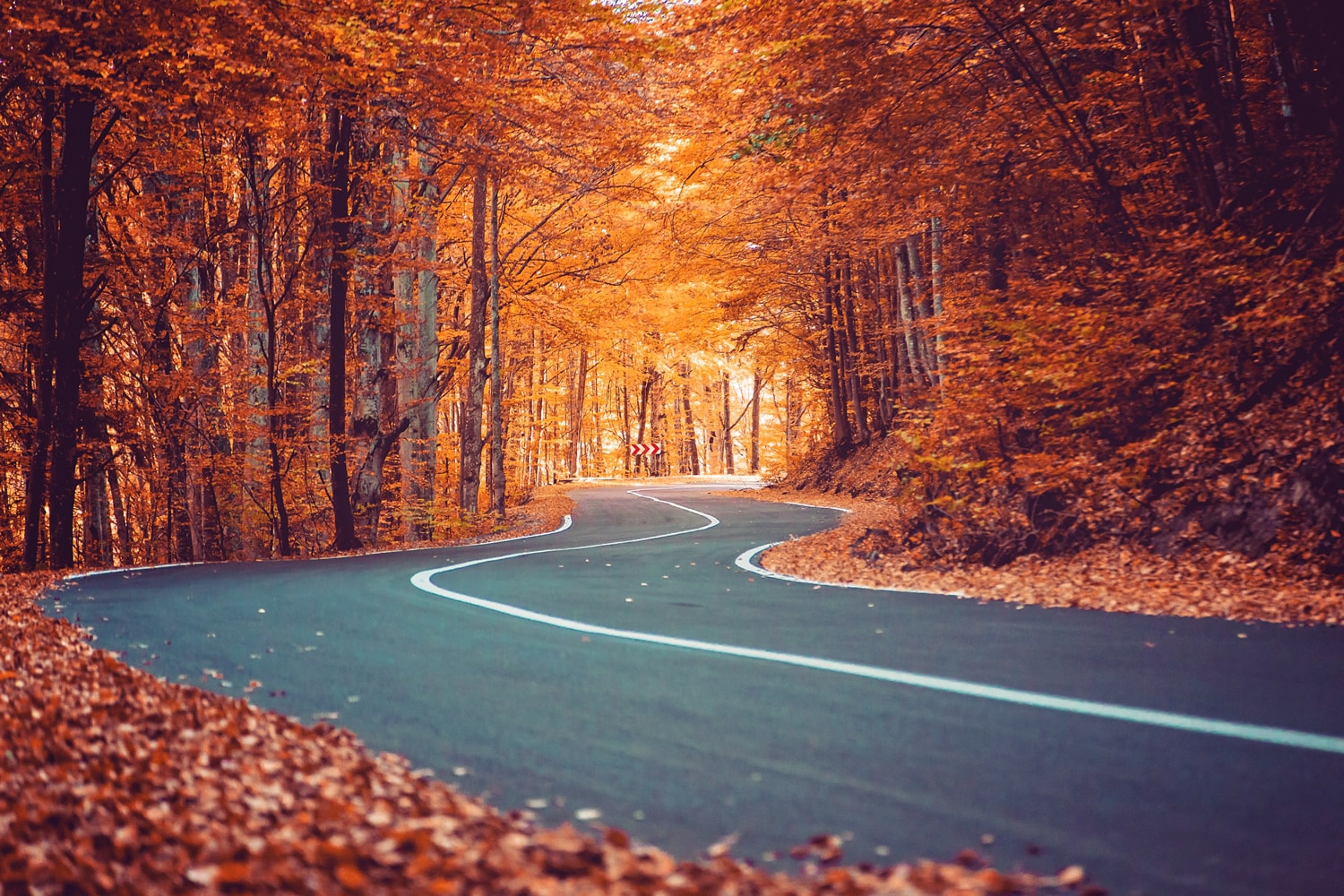 fall-driving-tips windy road in fall